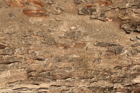 Spanish Mahogany tree bark texture