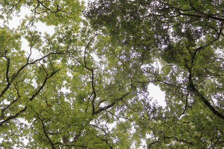 Under the shade of long trees with branches and sunlight is breaking through at tropical place in Indiaの写真素材