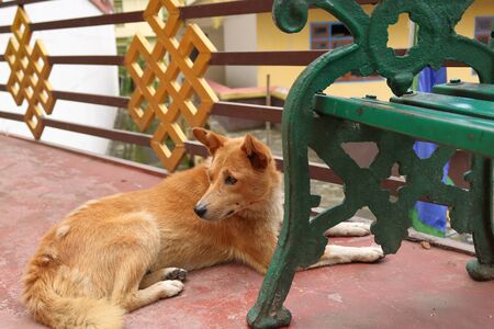 Indian street dog sitting beside the benchの写真素材
