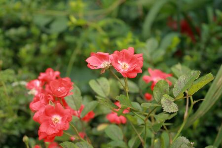 Closeup shot of red white coloured flowers in the gardenの写真素材