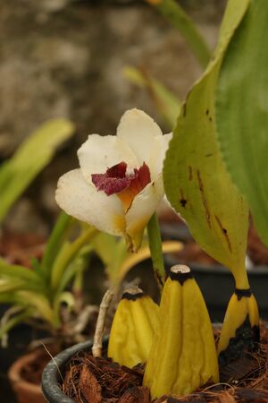 Closeup shot of white brown flowers in the gardenの写真素材