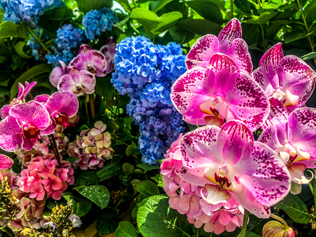Beautiful flowers, orchids, Color Flowers