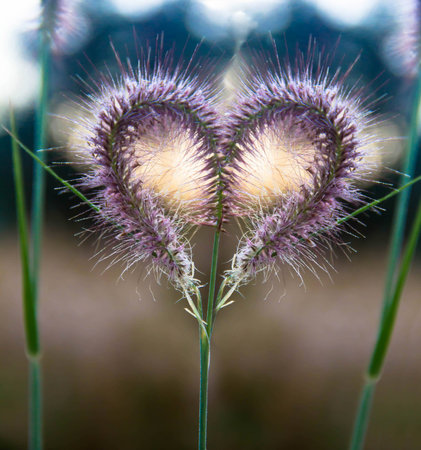Heart-shaped pink flowers. During Valentine's Day. The love of the prairie.の写真素材