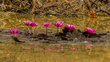 Red, pink lotus in a pond. lotus bloom in the morning. Along with the golden light of the morning sun.の写真素材