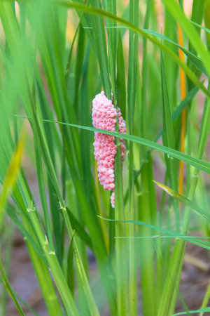 Snail eggs with Copy space , The egg shells of several bubblesの写真素材