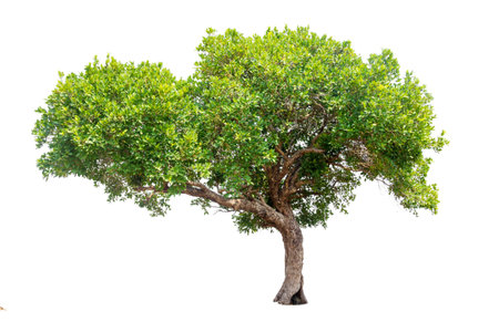 Isolated tree on white backgroundの写真素材