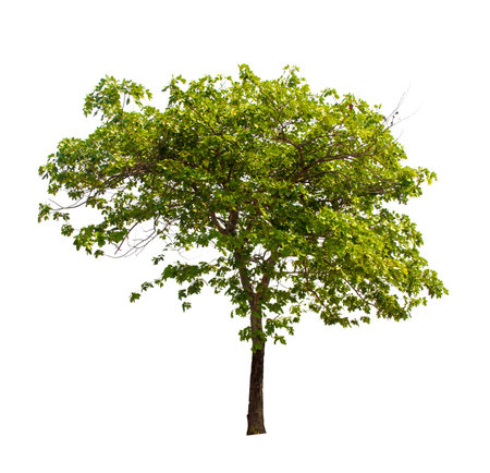 Isolated tree on white backgroundの写真素材