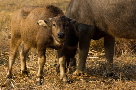 Thailand Buffalo. Buffalo in a field eating dry grass. On the way back home.の写真素材