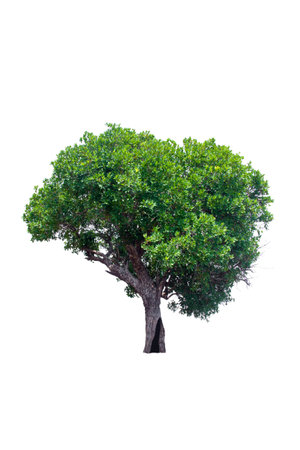 Isolated tree on white backgroundの写真素材