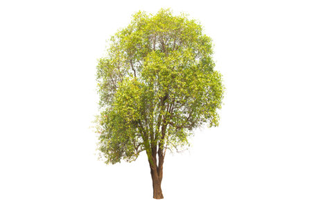 Isolated tree on white backgroundの写真素材