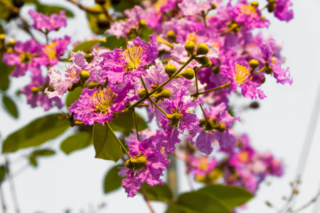 cherry or prunus cerasoides sakura flowerの写真素材
