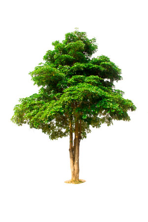 Isolated tree on white backgroundの写真素材