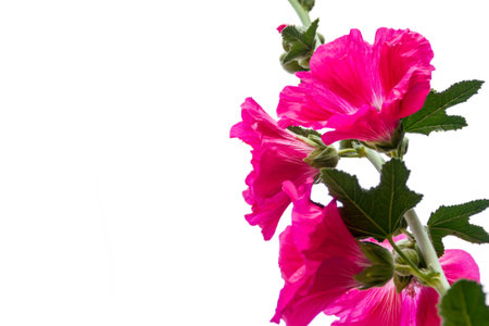 flower isolated. ping flower blooming on white backgroundの写真素材