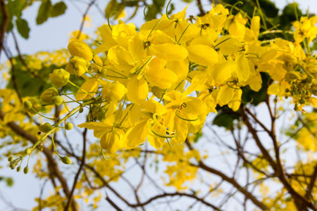 flower isolated. cherry or prunus cerasoides sakura flowerの写真素材