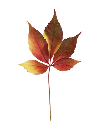 Colorful autumn leaf isolated on white backgroundの写真素材