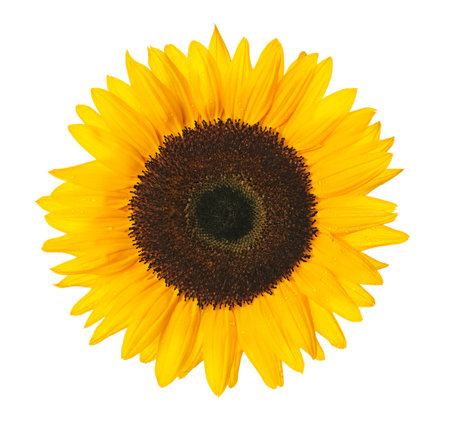 Close up of sunflower isolated on white background  の写真素材