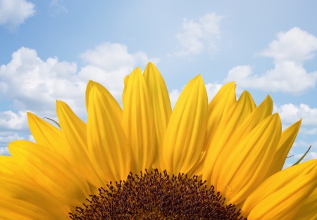 Close up of sunflower over cloudy sky with copy spaceの写真素材