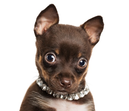 Close up of cute little chihuahua puppy isolated on white backgroundの写真素材