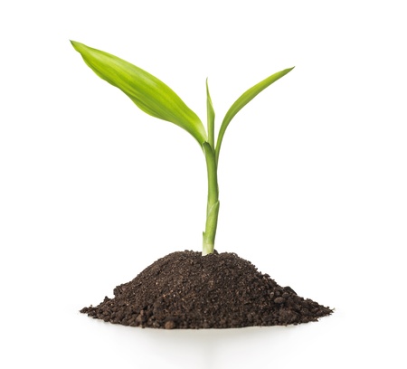 Close up of small plant growing up from soil isolated on white background with copy spaceの写真素材
