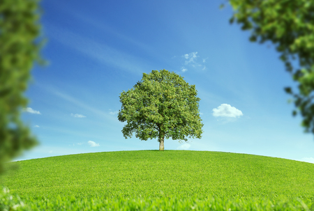 Lonely tree at the empty green fieldの写真素材