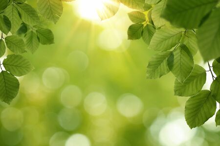Nature, spring background with copy spaceの写真素材