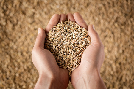 Harvest, close up of farmer's hands holding wheat grainsの写真素材
