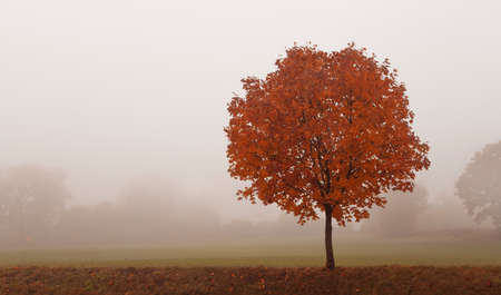 Autumn rural landscape, lonely tree on the foggy morning with copy spaceの写真素材