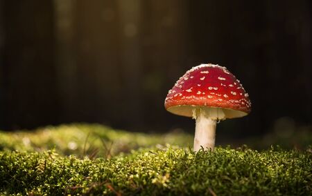 Toadstool, close up of a poisonous mushroom in the forest with copy spaceの写真素材