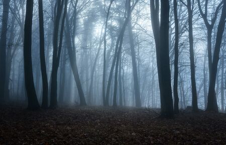 Moody forest on the autumn foggy morningの写真素材