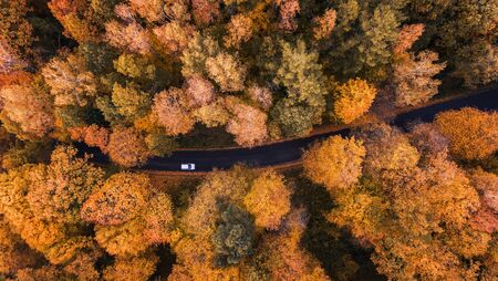High angle view of a road trough the autumn forest with copy spaceの写真素材