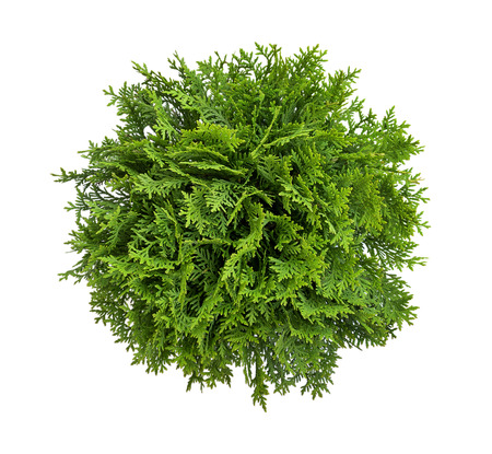 High angle view of a tree, plant isolated on white backgroundの写真素材
