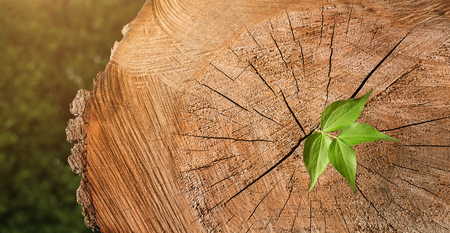 New life concept. Close up of small tree growing out from the tree trunkの写真素材