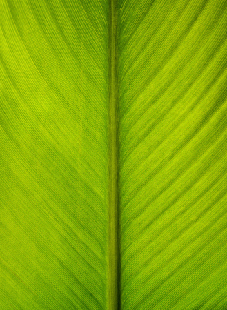 Nature background, close up of a green leaf with copy spaceの写真素材