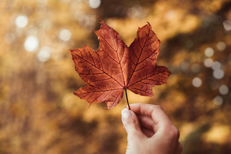 Close up of female hand holding red, autumn leaf with copy spaceの写真素材