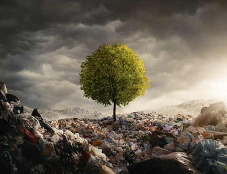 Lonely tree growing on the garbage dump, field at the sunset with copy spaceの写真素材