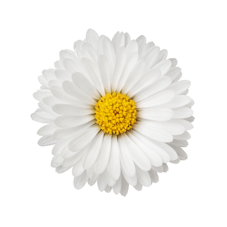 Close up of daisy flower isolated on white background の写真素材