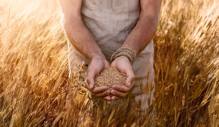Close up of farmer's hands holding organic einkorn wheat seed on the field at the sunsetの写真素材