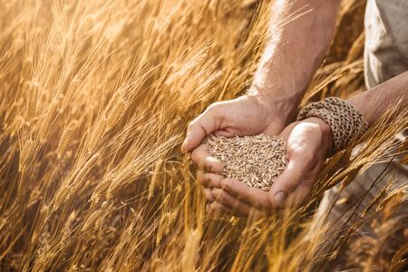 Close up of farmer's hands holding organic einkorn wheat seed on the field at the sunset の写真素材