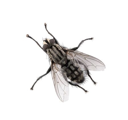 High angle view of a fly isolated on white backgroundの写真素材