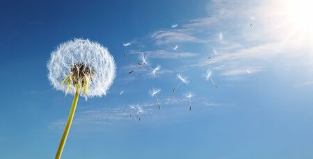 Dandelion in the wind over blue sky background with copy spaceの写真素材