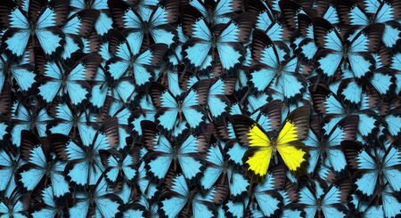 Standing out from the crowd concept. High angle view of a yellow butterfly over many blue ones with copy spaceの写真素材