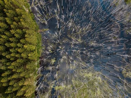 High angle view of a swamp in the middle of the forestの写真素材