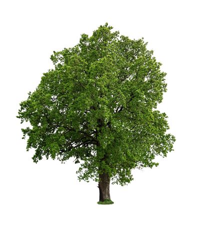 Tree isolated on white backgroundの写真素材