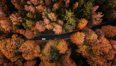 High angle view of a road trough the autumn forest with copy spaceの写真素材