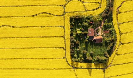 Aerial view of a farm in the middle of the rapeseed field with copy spaceの写真素材