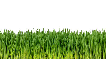 Easy to extend, seamless, fresh grass isolated on white backgroundの写真素材
