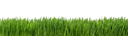 Panoramic view of fresh grass isolated on white backgroundの写真素材