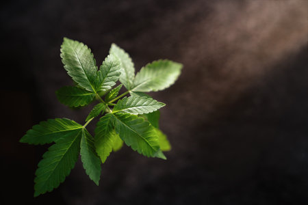 High angle view of marijuana plant with copy spaceの写真素材