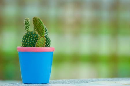 cactusの写真素材