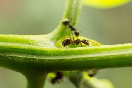 black antの写真素材
